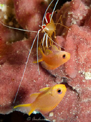 "Waiting in line at the car wash" - or fish cleaning stat... by Andrew Macleod 